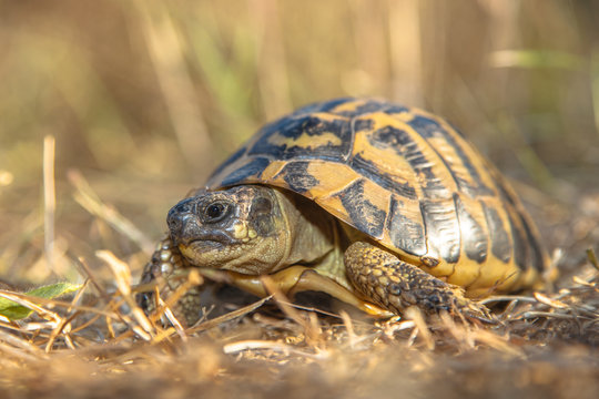 Hermann's tortoise (Testudo hermanni) in Grassy Environment Ital