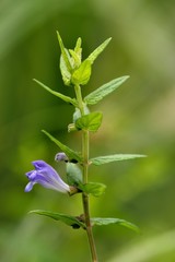 Scutellaria minor