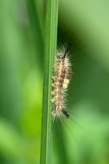 Orgya antigua, caterpillar