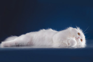 Scottish purebred cat