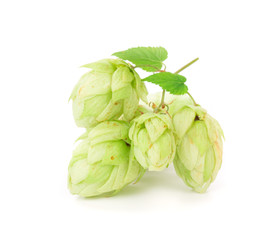 Obraz premium Hop flower green petals.