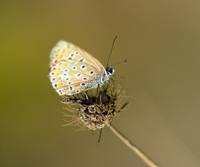 Papillon
