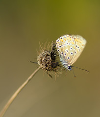 Papillon