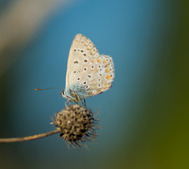 Papillon