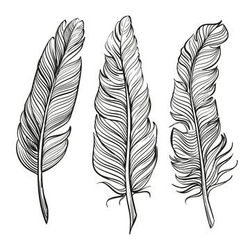 feathers set hand drawn vector llustration