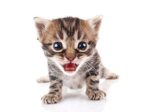  striped kitten crying