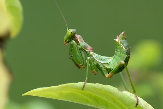 Ameles spallanzania, female