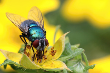 Lucilia sericata, Common green bottle fly, Goldfliege