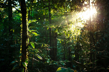 Sun rays deep in the rain forest