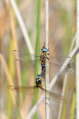 Aeshna mixta, mating