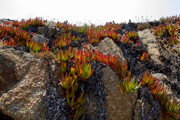 the plant on the rocky soil