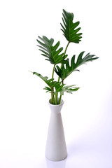 ferns leaf in vase