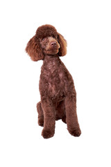Miniature Poodle Puppy