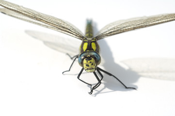 Facettenaugen, Mosaiklibelle,