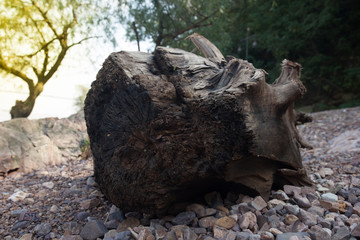 Obraz premium Wurzeln