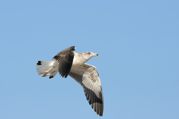 Immature Kelp Gull