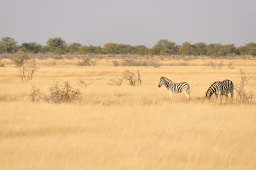 Fototapeta na wymiar Zebras in a grass field