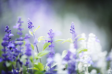 Obraz na płótnie Canvas lavender flower