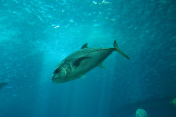 Fototapeta premium poisson