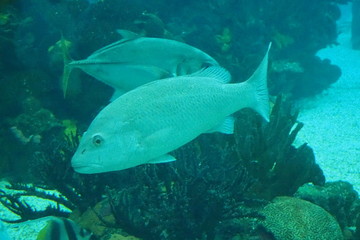 Fototapeta premium poisson