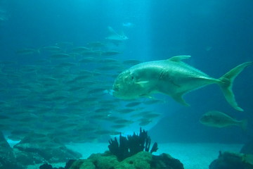 Naklejka premium poisson