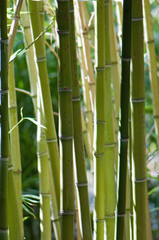 Fototapeta premium Bambus