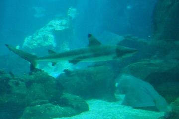 Obraz premium poisson