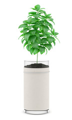 mint plant in pot isolated on white background