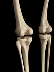 medical 3d illustration of the knee bones