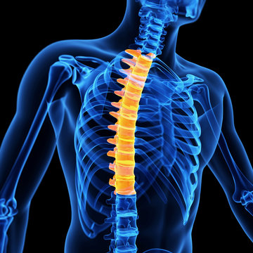 medical 3d illustration of the thoracic spine