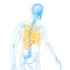 medical 3d illustration of the thorax bones