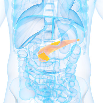 medical 3d illustration of the pancreas