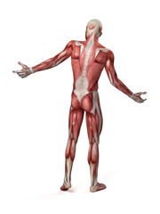 medical 3d illustration of the male muscular system