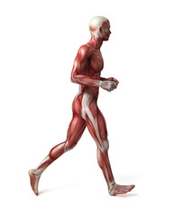 medical 3d illustration of the male muscular system