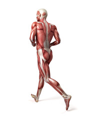 medical 3d illustration of the male muscular system