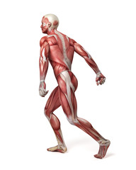 medical 3d illustration of the male muscular system