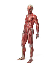 medical 3d illustration of the male muscular system