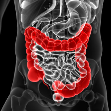 medical 3d illustration of the colon