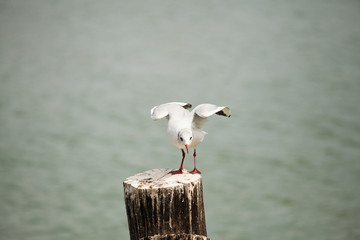 gabbiano sopra un palo in mezzo al mare