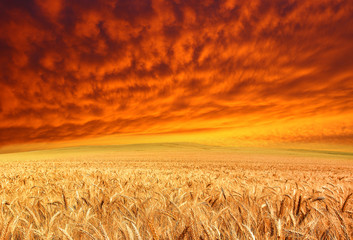 golden crop and red sky