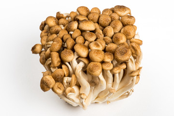 Bunch of Shimeji Mushrooms on white