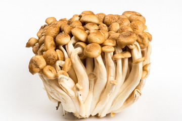 Bunch of Shimeji Mushrooms on white