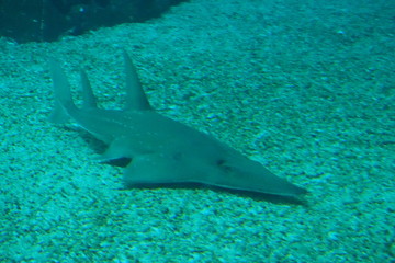 Obraz premium poisson