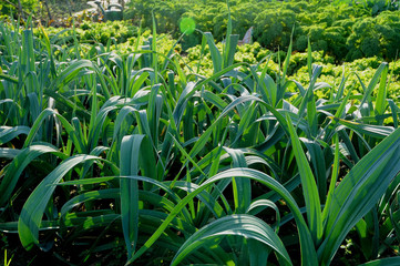 Leeks growing on allotment garden