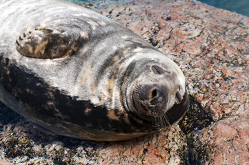Seal (Pinnipeds, often generalized as seals)