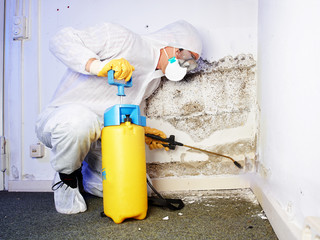 Pest controler eliminiates a mold infestation