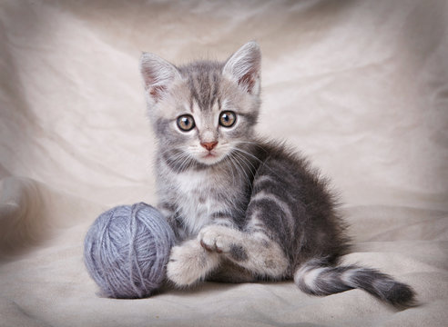 gray kitten with ball