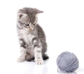 beautiful kitten with gray ball