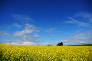 Fototapeta premium blauer Himmel und Rapsfeld