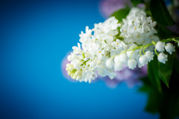 bouquet of beautiful purple lilac